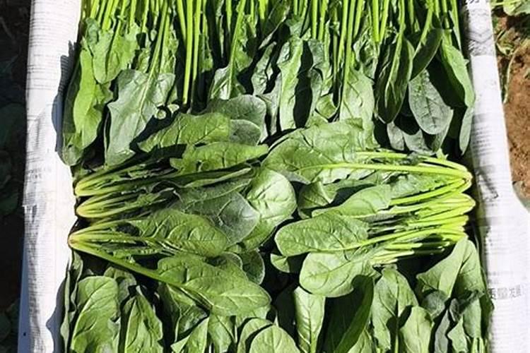 怎么正确使用蔬菜叶面肥