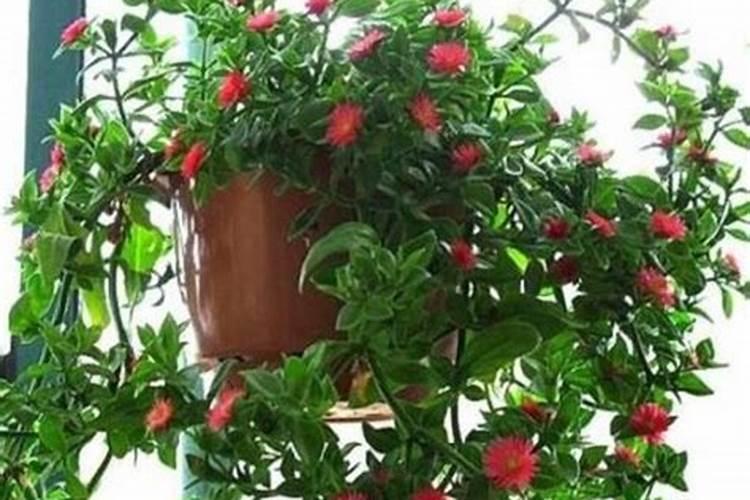 核桃树要怎样追肥？