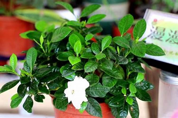 栀子花施什么肥好