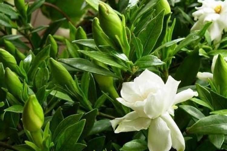 栀子花用什么肥料好？