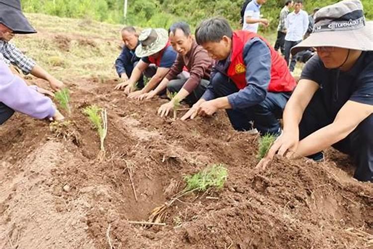 养天门冬上什么肥料好 养天门冬需要的肥料