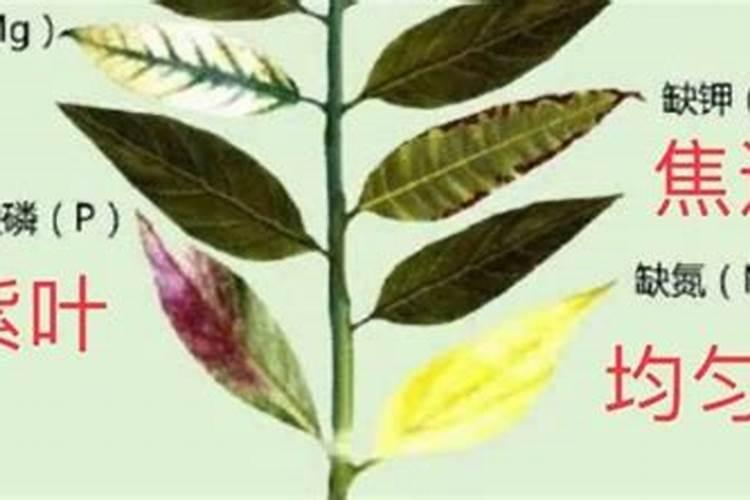 芸苔素内酯效果与功能,芸苔素内酯使用方法