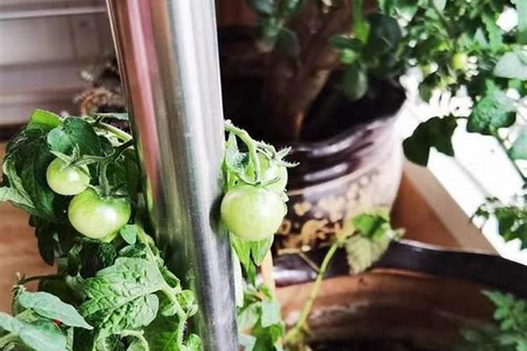 大棚西红柿啥时期冲施高磷肥？