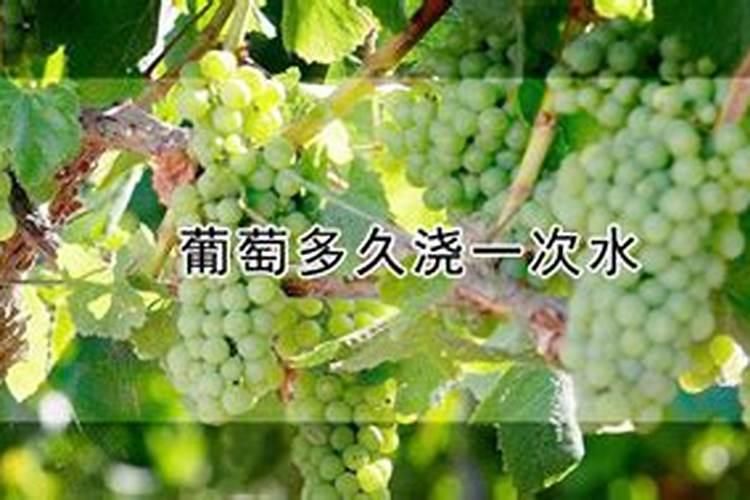 水溶肥在葡萄如何使用？