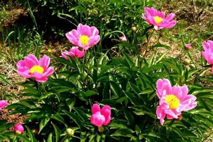 国内有那些全水溶性肥料品牌？