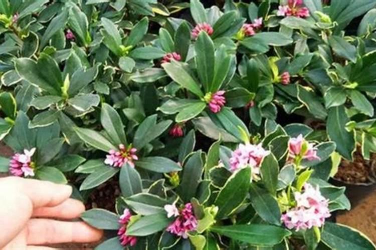 吊兰叶子长太长怎么办