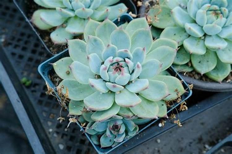 给多肉施肥用什么肥料