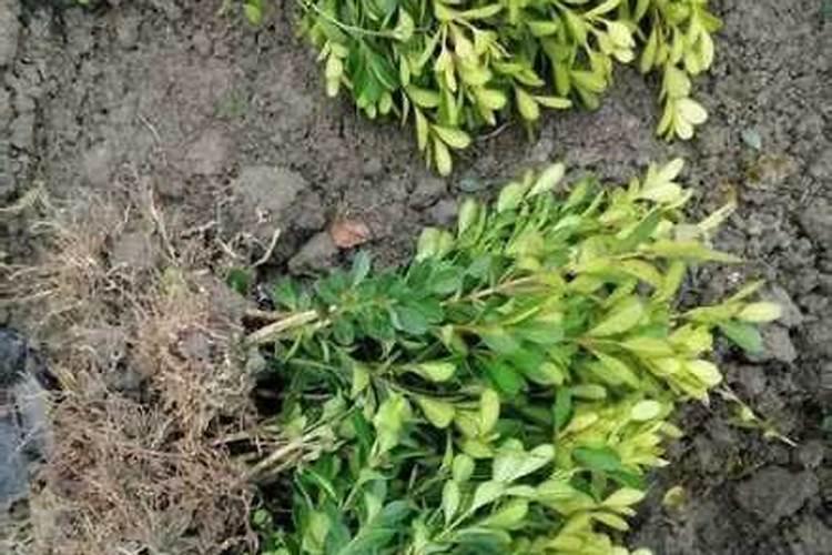 芸苔素对小麦起什么作用