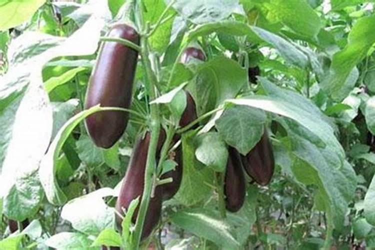 茄子施肥用什么肥料好