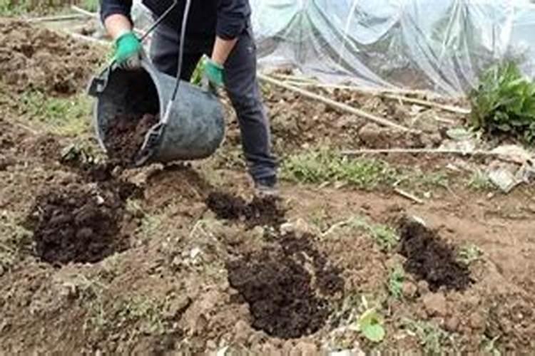 叶面肥料的相关质量标准有哪些？怎样简易识别？