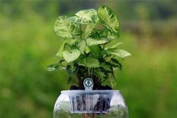 一盆花放了20粒尿素可以吗