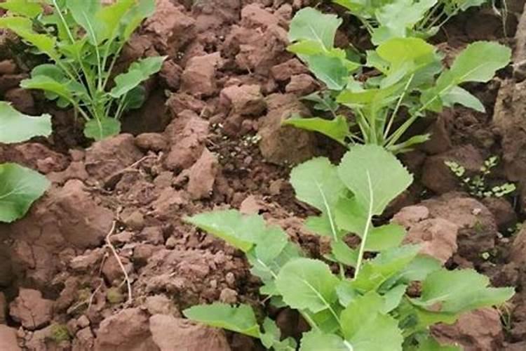 如何养护金钱树爆芽猛