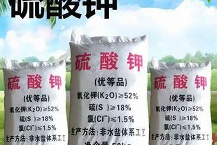 菊苣包衣种子种植时种子需要催芽吗？种植多久能发芽？