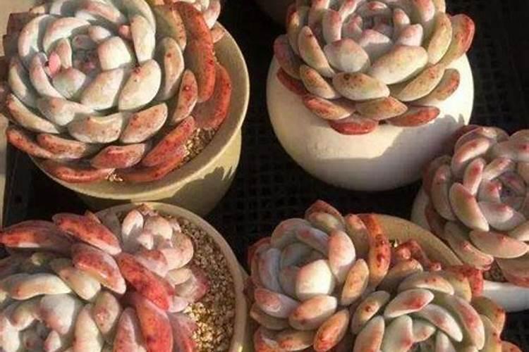 磷酸二氢钾可以浇兰花吗