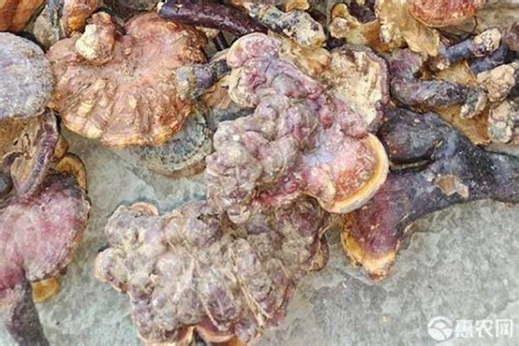 怎么给盆栽灵芝浇水