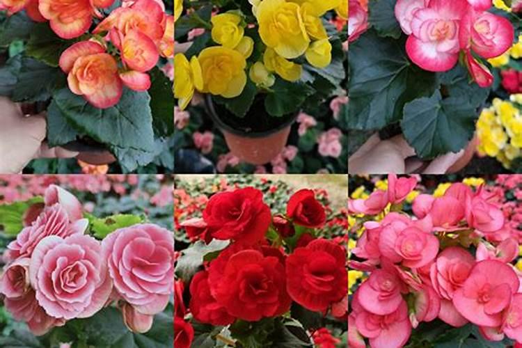 源道319种微量元素肥使用方法