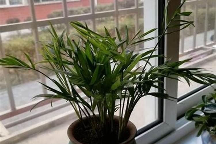 袖珍椰子的养殖方法和注意事项