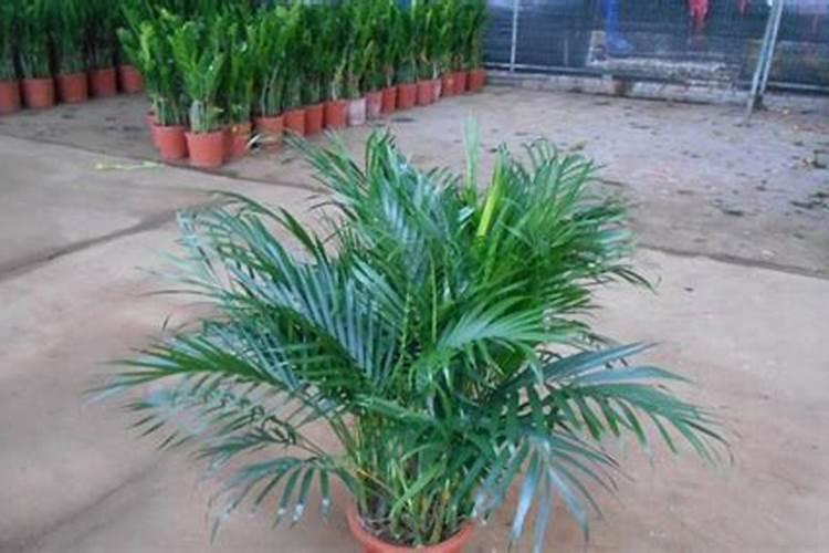 为什么我养的富贵椰子叶子变黄了？