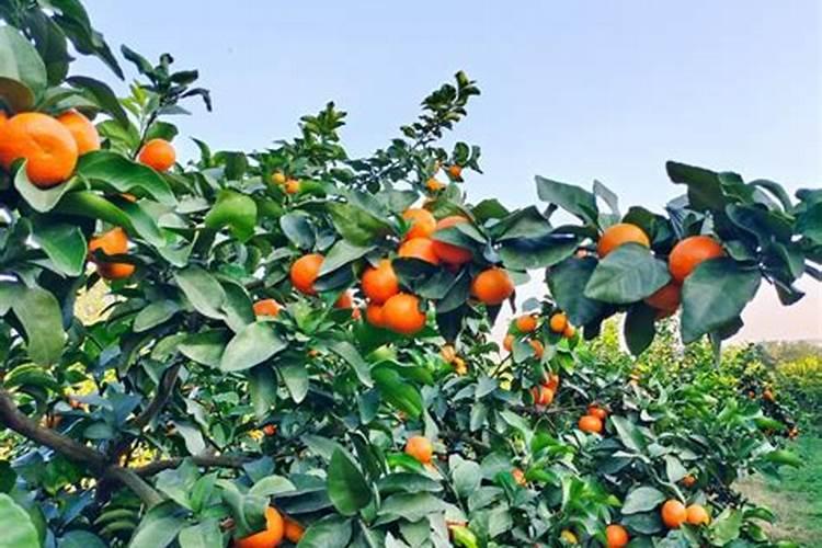 颗粒有机肥用水发酵一周后浇花好吗？