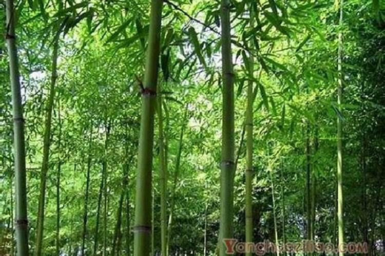 竹子最忌三种肥料