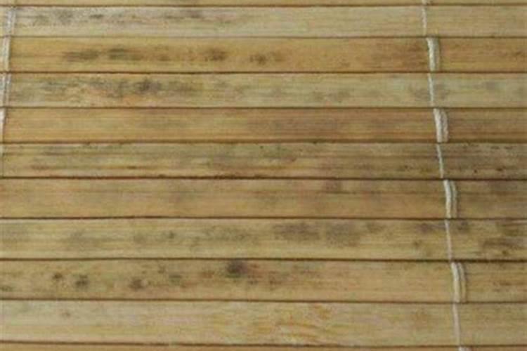 竹子种植如何施肥