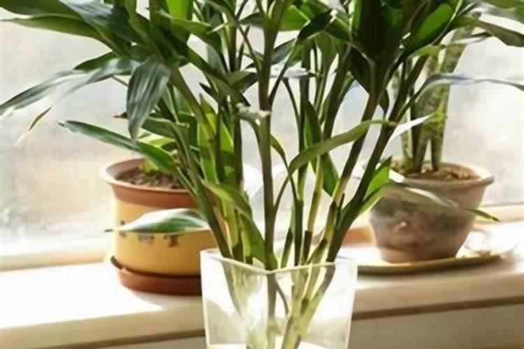 文竹施什么肥长得好