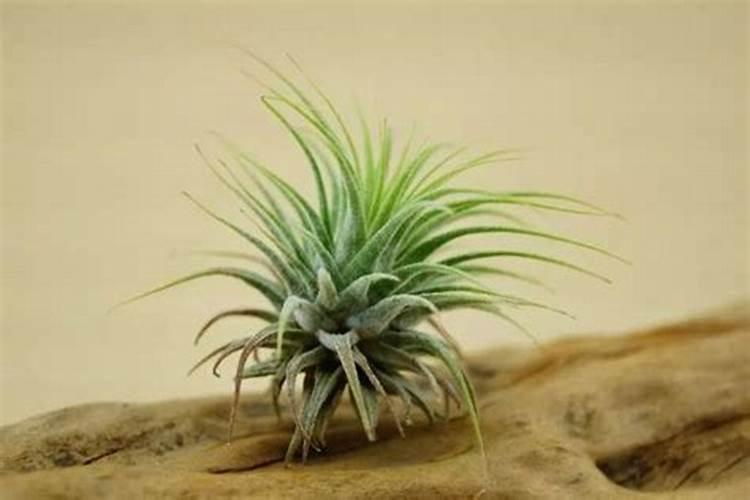 空气凤梨花的养殖方法和注意事项