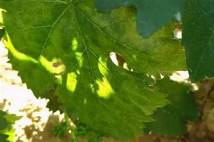 葡萄最怕三个肥料