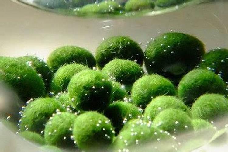 能让玉米增加10%产量的叶面肥