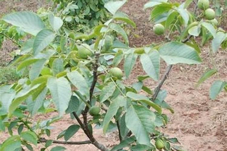 水稻苗期用什么肥