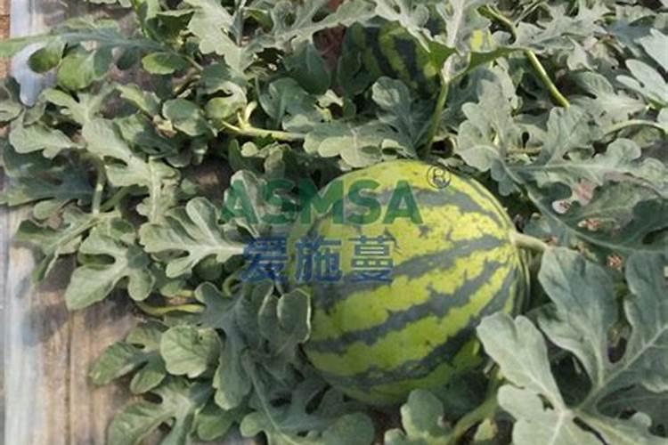 鱼蛋白肥是什么？