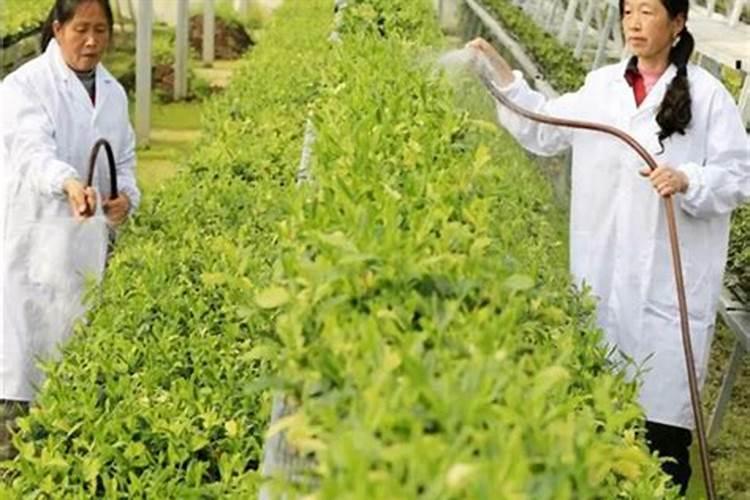 花卉无土栽培用营养液如何配制？