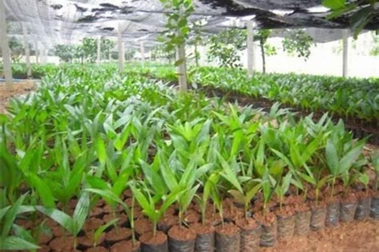 槟榔苗用什么肥长得快,刚种槟榔用哪种肥料