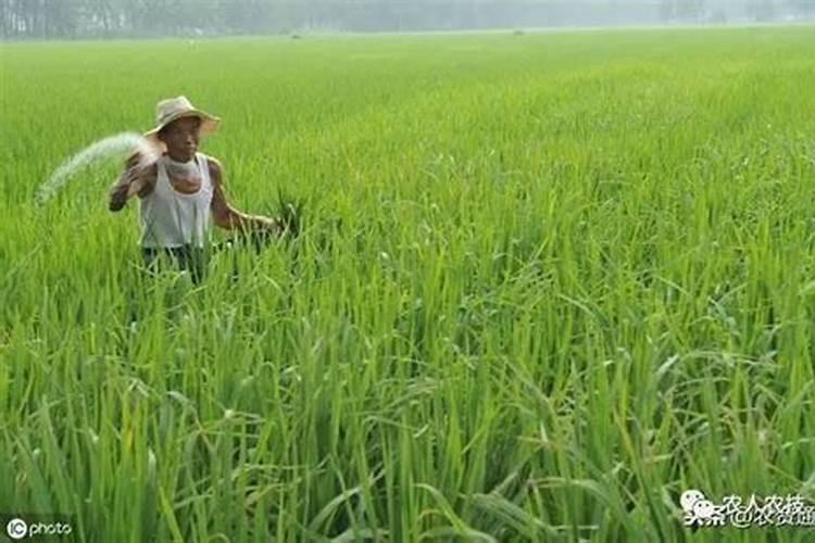 橡皮树泡水几天生根,最快半个月时间生长出根