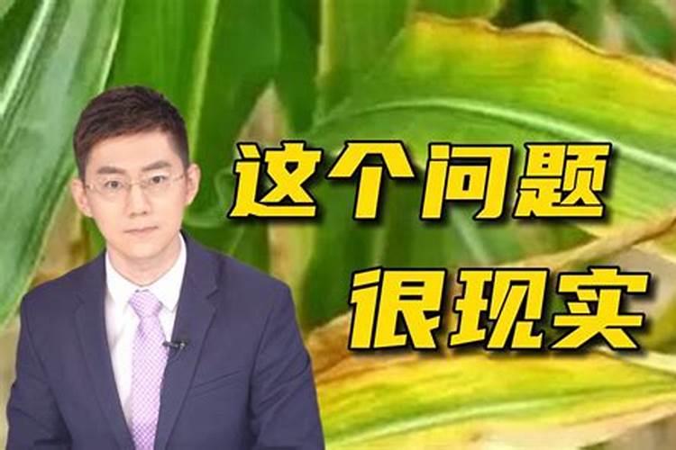 如何判断大白菜缺少钾肥？