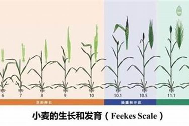 什么样的土质种红薯最好