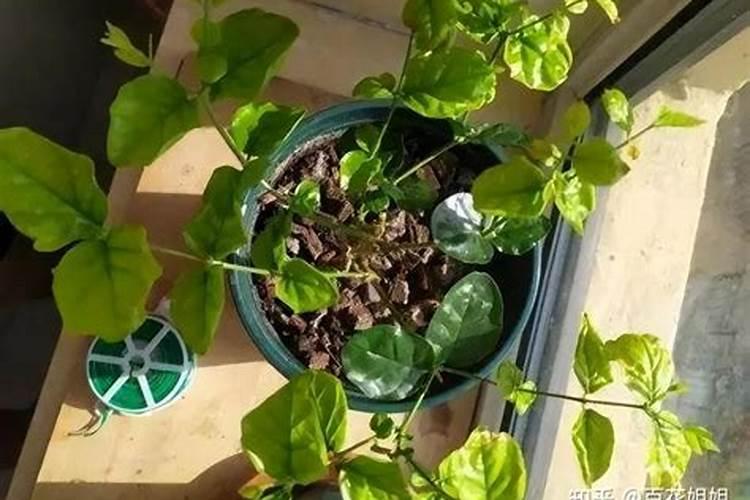 植物叶子用什么肥料能变大变厚？