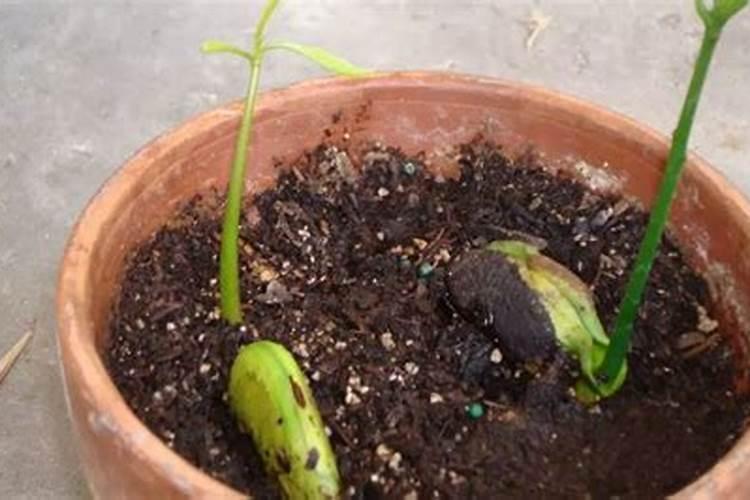 种植桃树的时候,哪些情况下需要喷洒叶面肥？