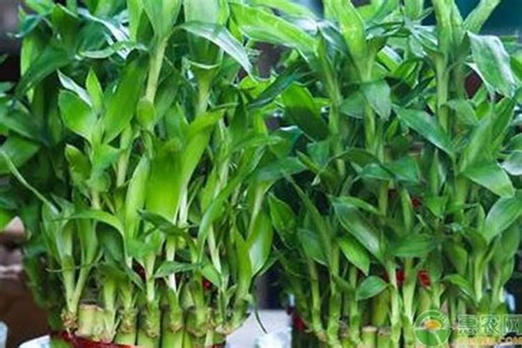 中国叶面肥十大品牌