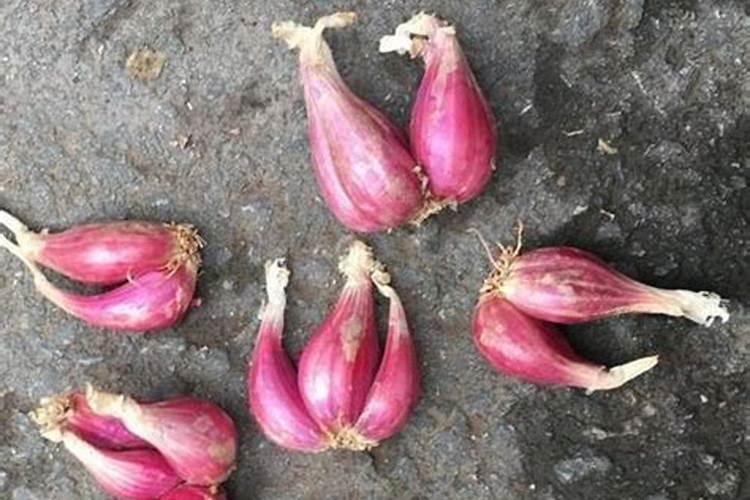 独头蒜籽粒怎样育苗