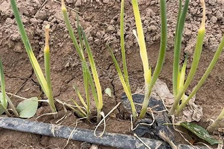 黄腐酸钾槟榔苗期能用吗