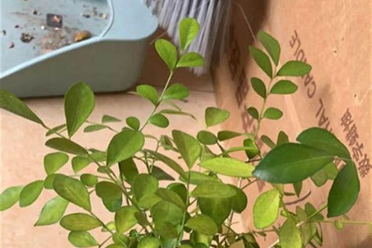 马齿苋树怎么养