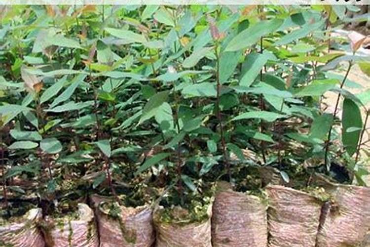 矿源黄腐酸钾使用方法