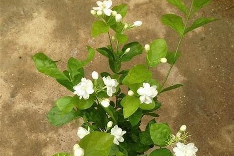 麦冬草种植方法