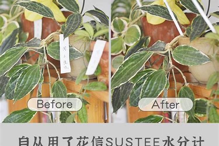 小麦缺肥可不可以打磷酸二铵掺色素