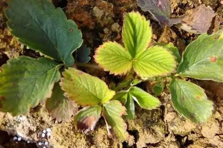 兰花使用什么植料养护越长越旺