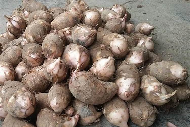 复合肥可以浇兰花吗