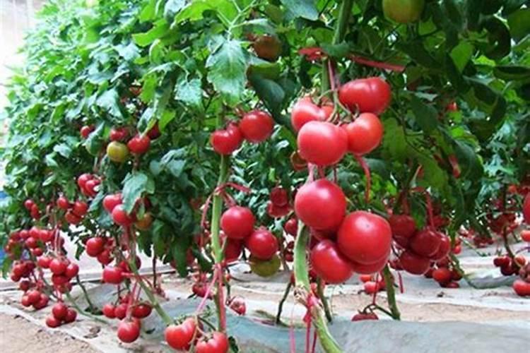 吸收率高达95%的螯合锌,补锌更轻松!