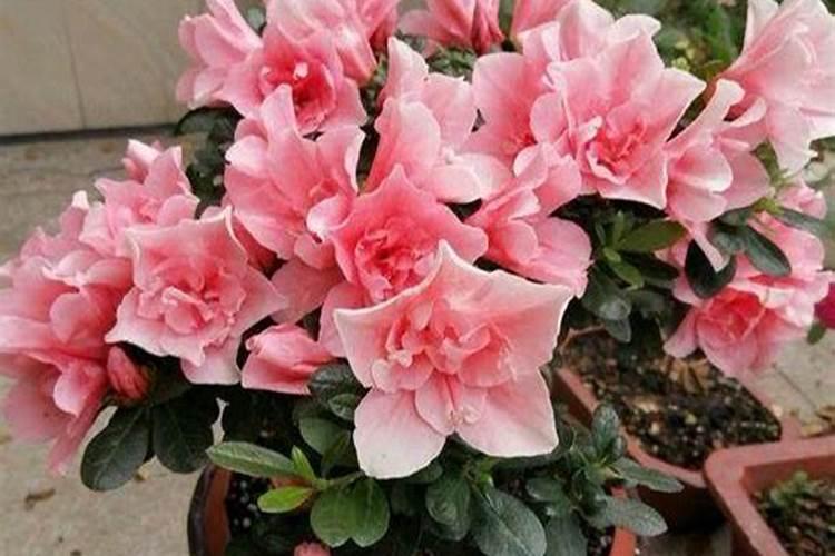 流体硼与糖醇钙能混用不