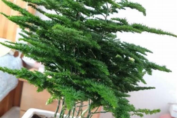 文竹发黄用什么肥料好 文竹叶黄的原因